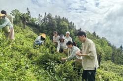 茶叶采摘园节庆活动