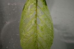 制作叶脉书签的叶子