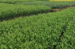 福鼎茶叶苗批发基地电话