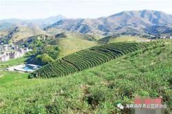 深圳最大茶叶市场