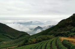 清塘村百度百科