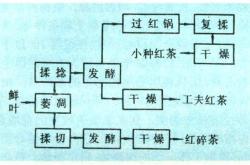 茶叶加工考试试题及答案