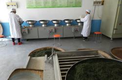 出产茶叶的地方
