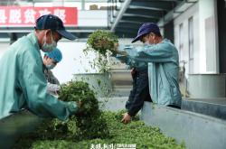 贵阳买茶叶的地方