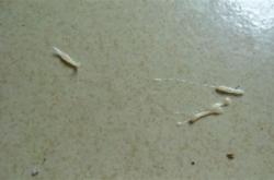 茶叶有白虫还能喝吗