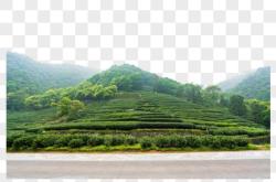 新昌茶叶市场最新消息