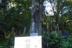 茶王树属于哪个茶区
