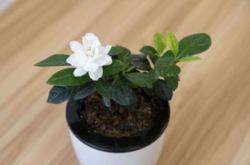 茶叶能倒在花盆里当肥料吗