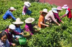 摘茶叶一天能挣多少钱
