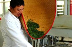茶叶揉念什么意思