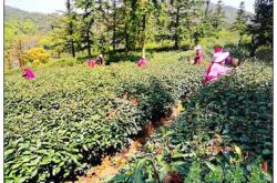 江西庐山盛产的茶叶