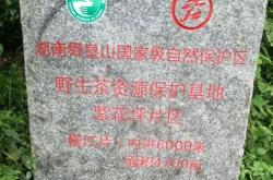 邵阳县茶叶