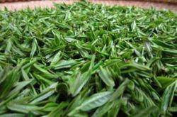 井边草的药用功效