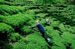 赣州茶叶有哪些