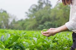 新摘的茶叶怎么处理比较好
