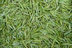 怎么分辨毛尖茶叶好坏等级