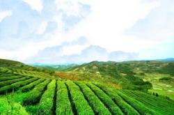 中国生产茶叶的地方
