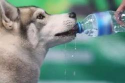 孕妇梦见别人奔驰开水里