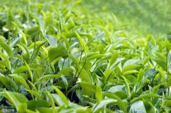 怎样卖茶叶比较赚钱