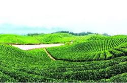 茶叶消耗量世界排名