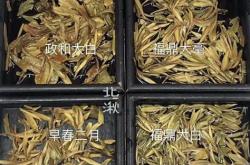 白茶真假鉴别