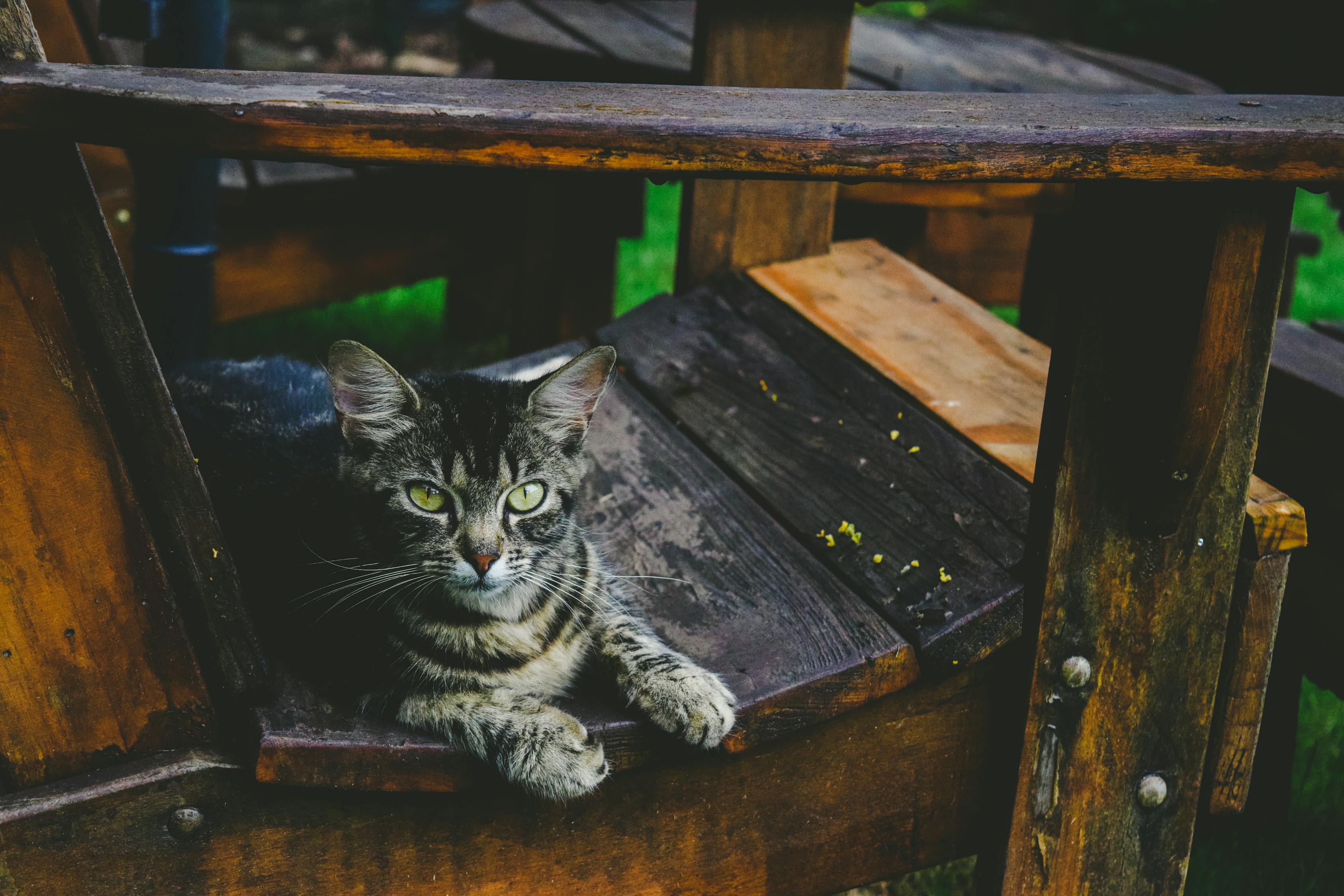 网红猫遭遇一拳打飞，事件背后的反思与启示