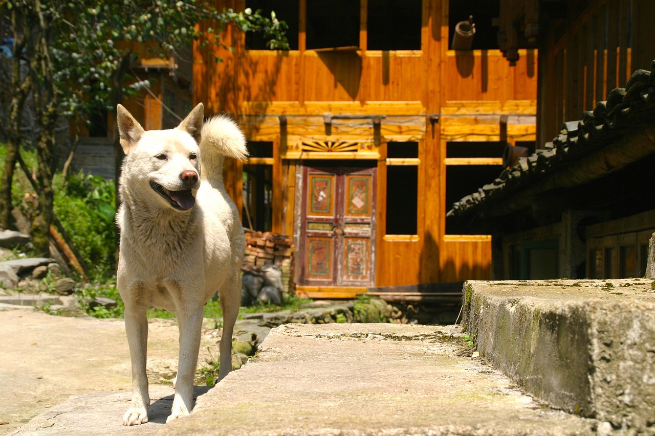 网红猫遭遇意外，一拳之下的命运转折