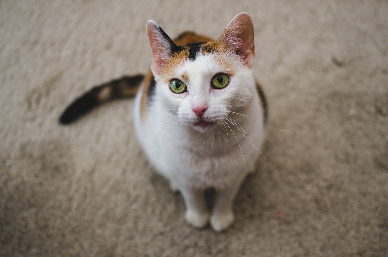 女子逛猫咖染宠物癣，警惕宠物真菌感染与传播风险