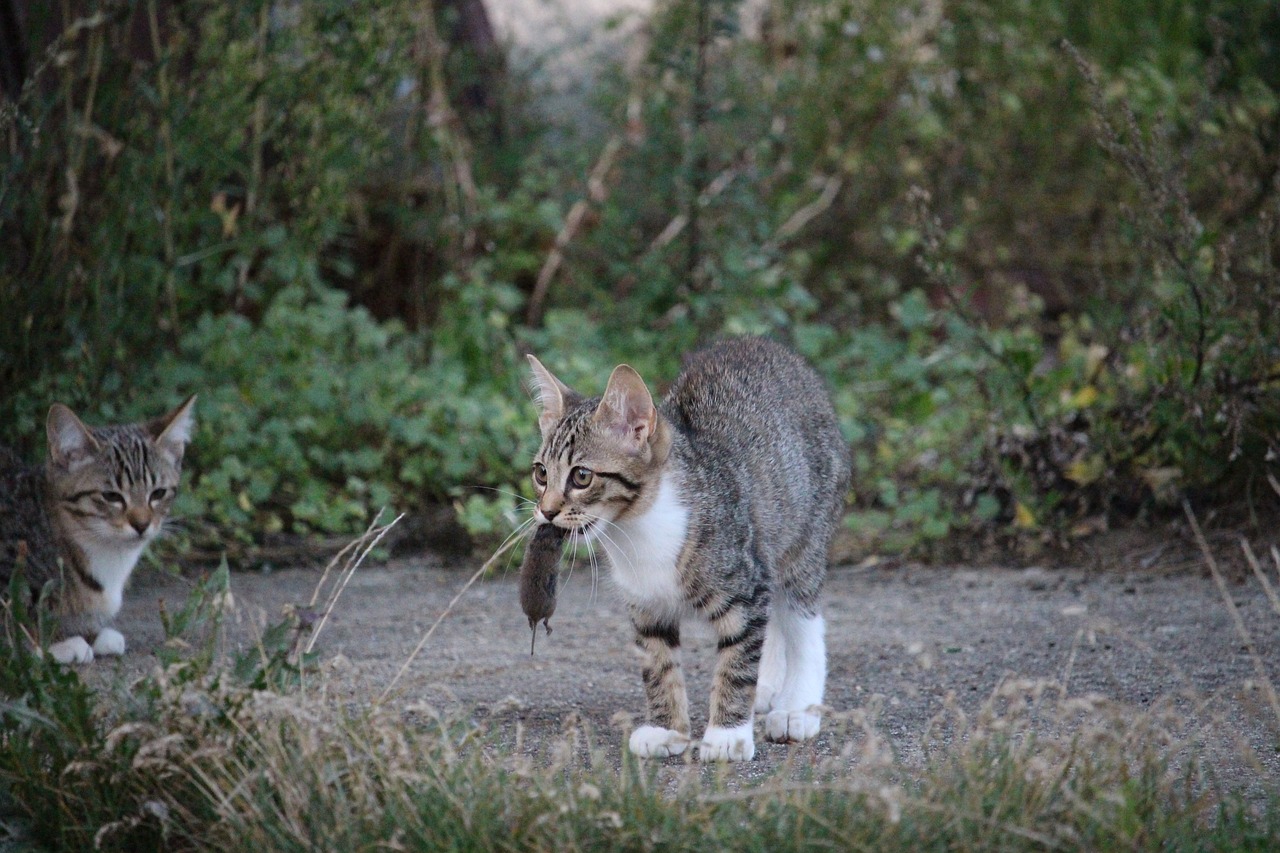 王欣瑜再现猫咪狩猎——本能与技巧的完美融合