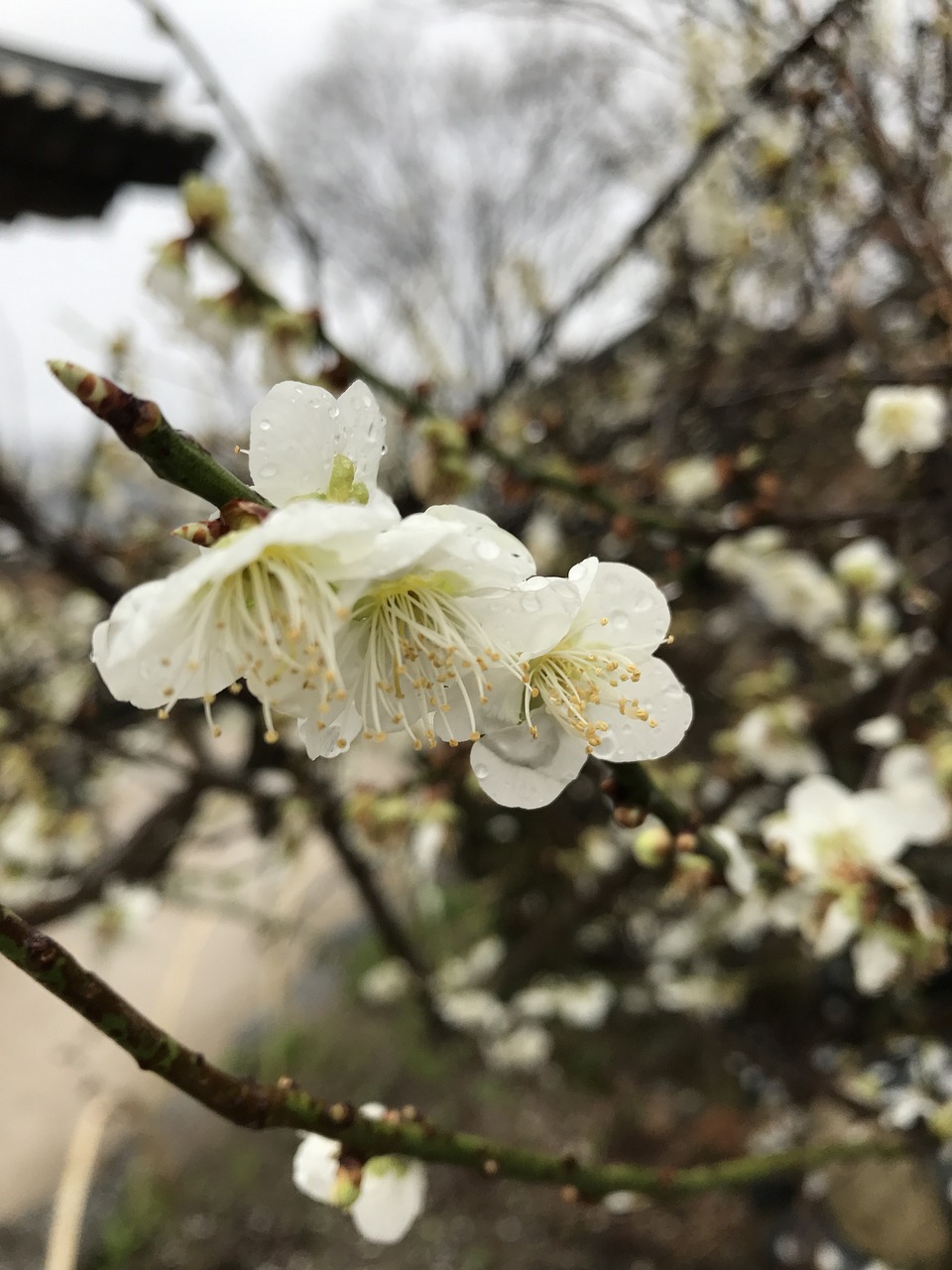 清明时节的哀思与缅怀，传统节日背后的历史与现代解读