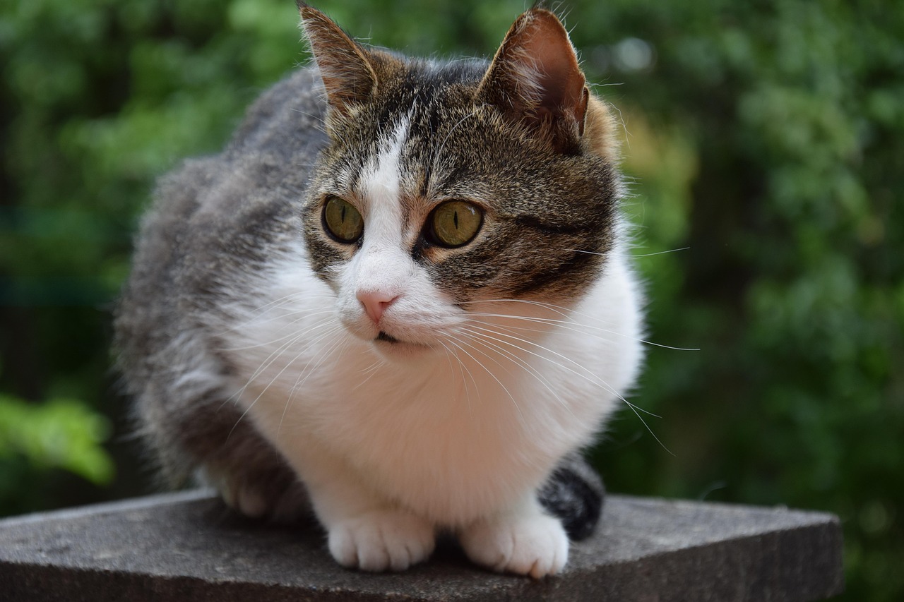 猫的百科资料，图片中的猫咪世界