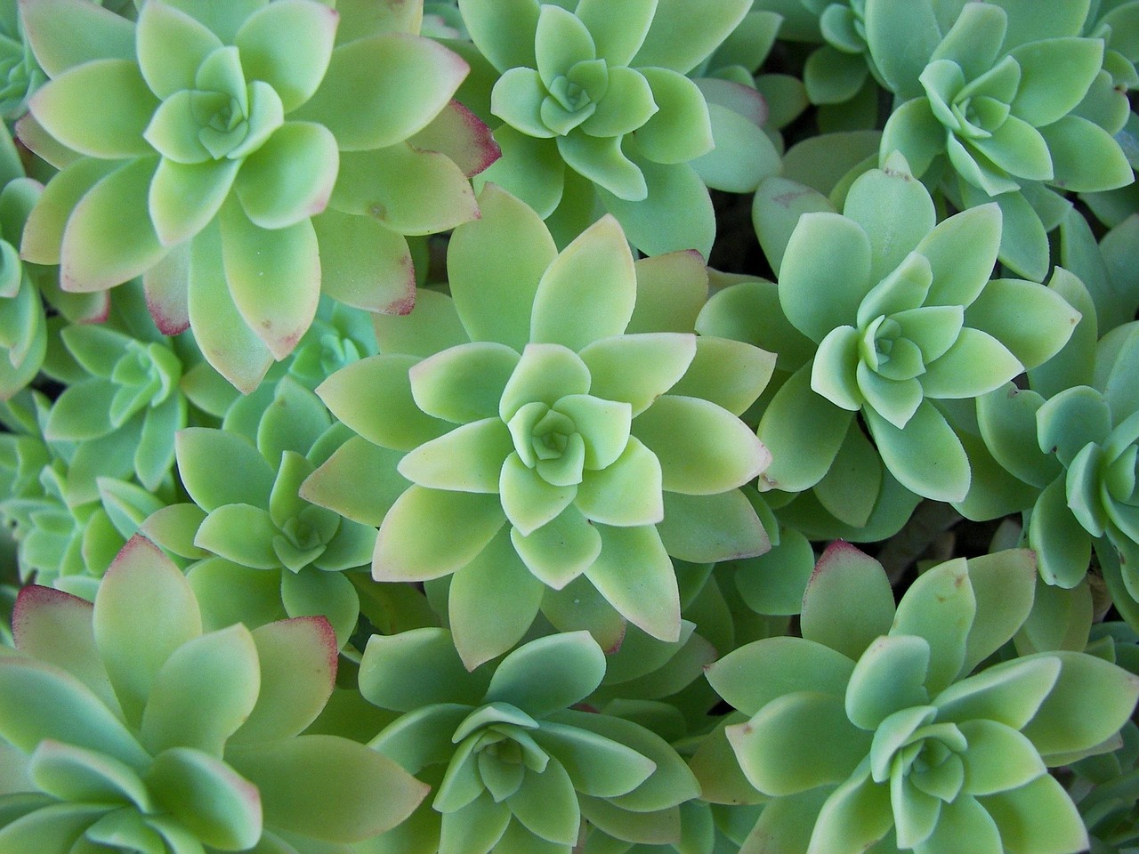 绿意盎然，多肉植物的多彩世界与养护指南