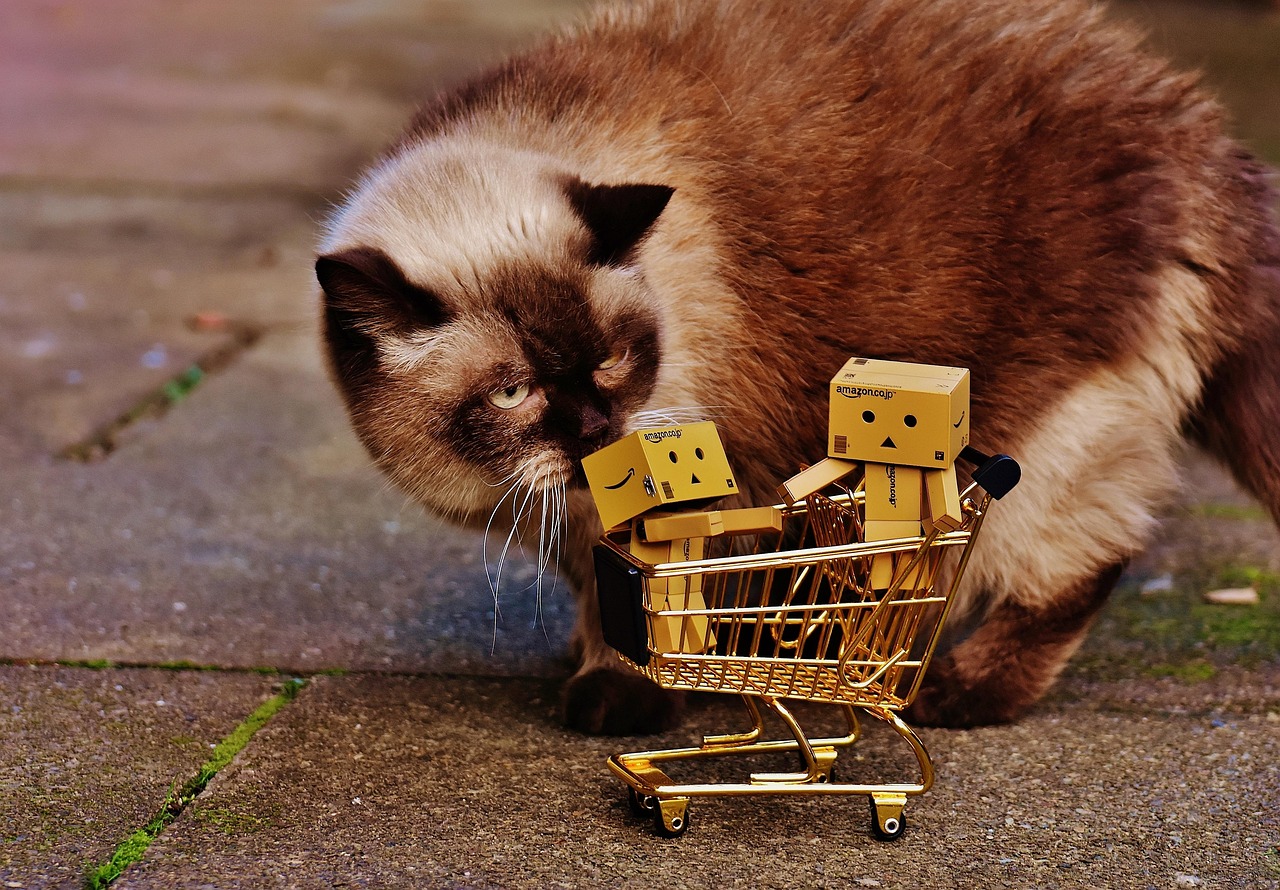 猫的百科全书，了解这些毛茸茸的朋友