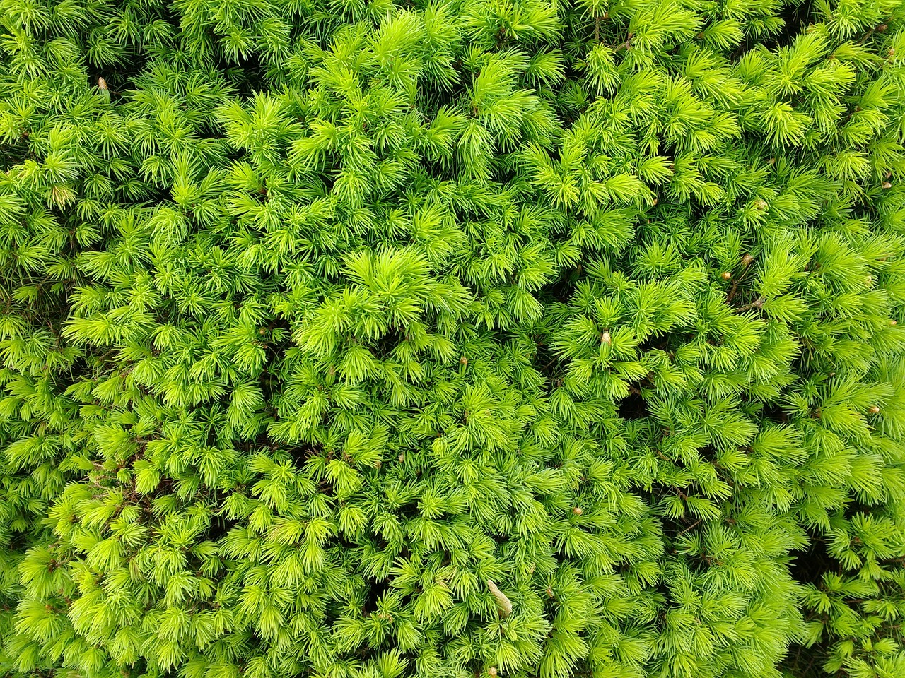 多肉植物，绿色小精灵的奥秘与养护指南