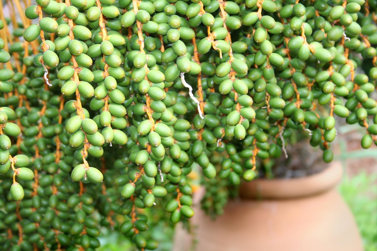 多肉植物养护全攻略，从入门到精通