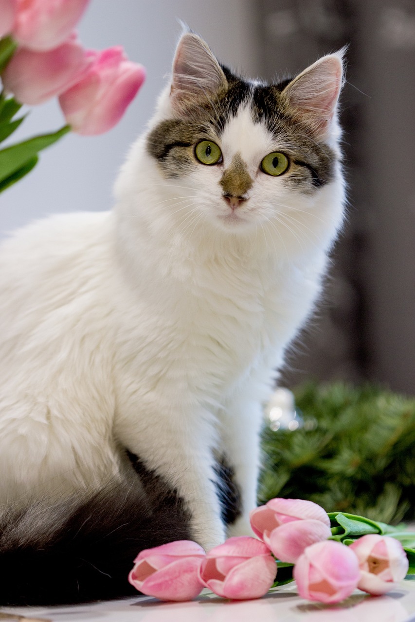 猫的秘密花园，一份详尽的猫咪资料大全