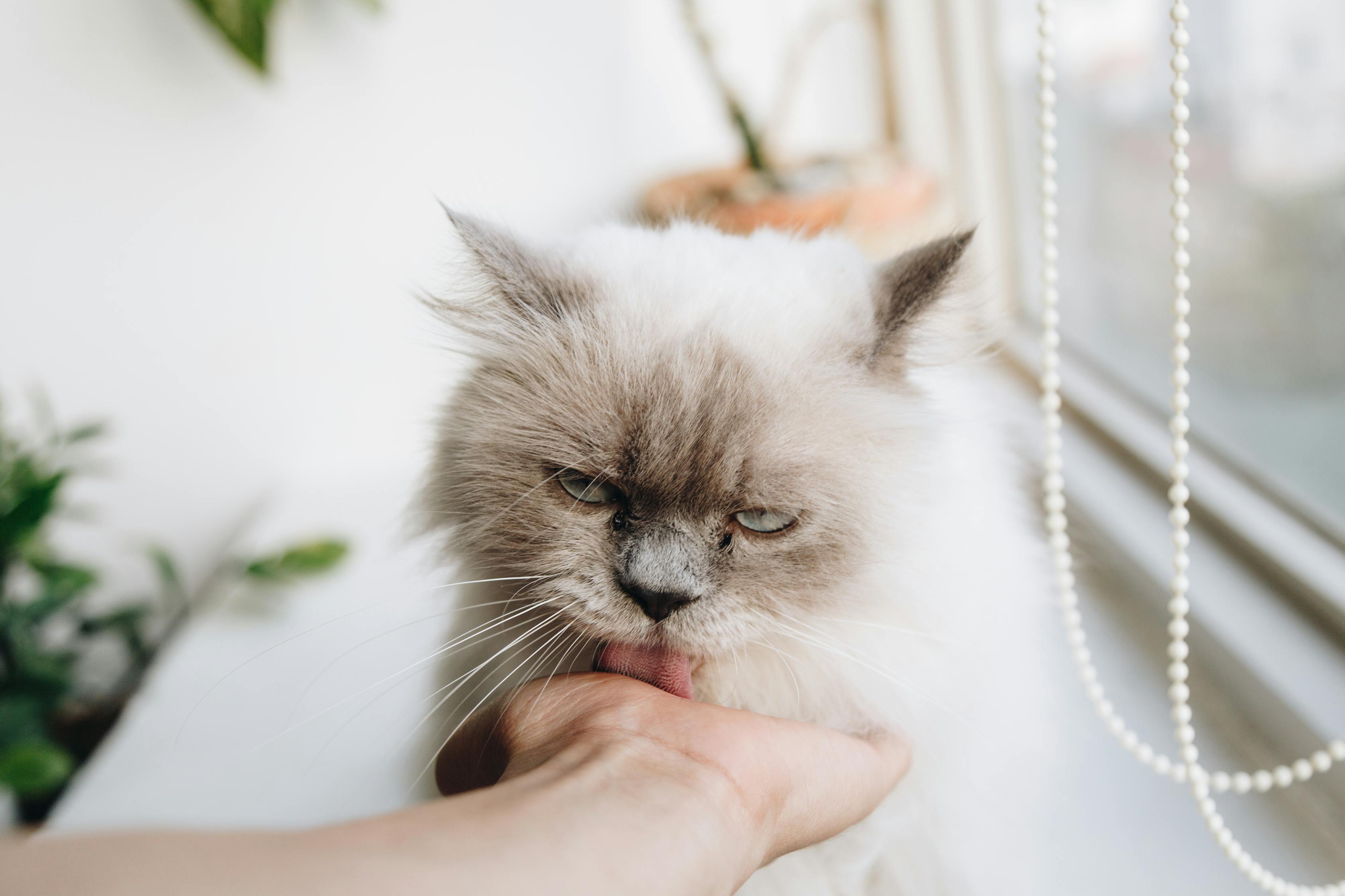 猫的世界，全面了解这些毛茸茸的伙伴