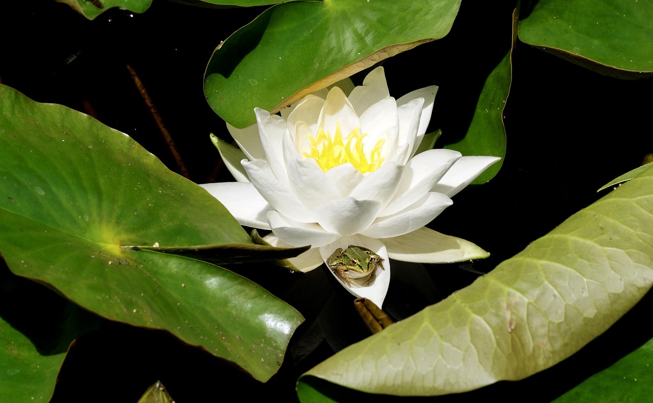 海棠花语，探索那些美丽而富有诗意的名字