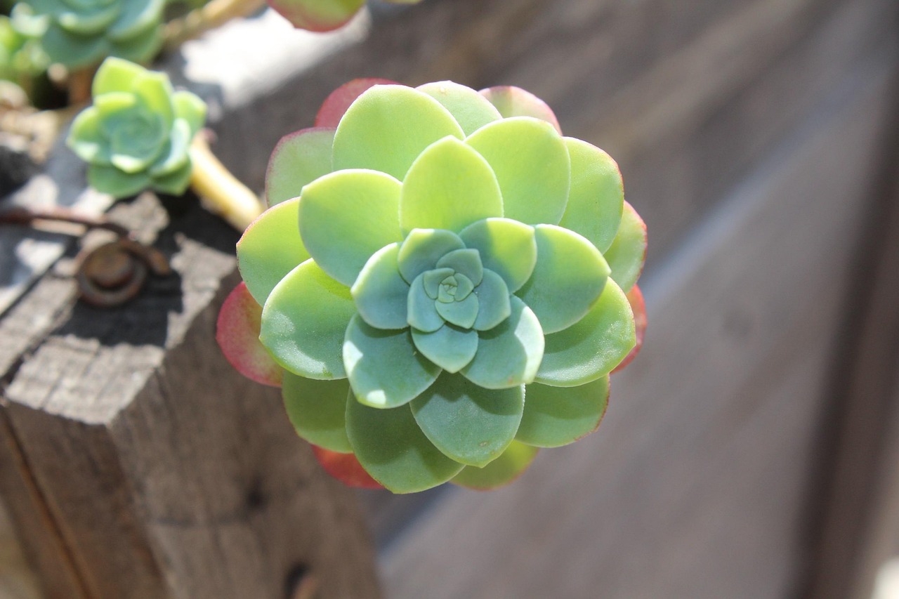 多肉植物秒懂百科大全，养护秘籍与品种鉴赏