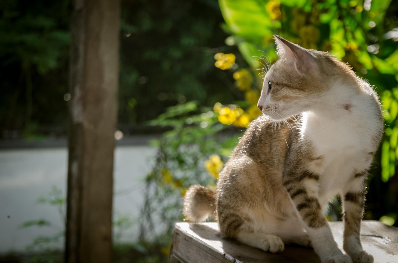 猫的奥秘，深入了解这些毛茸茸的朋友