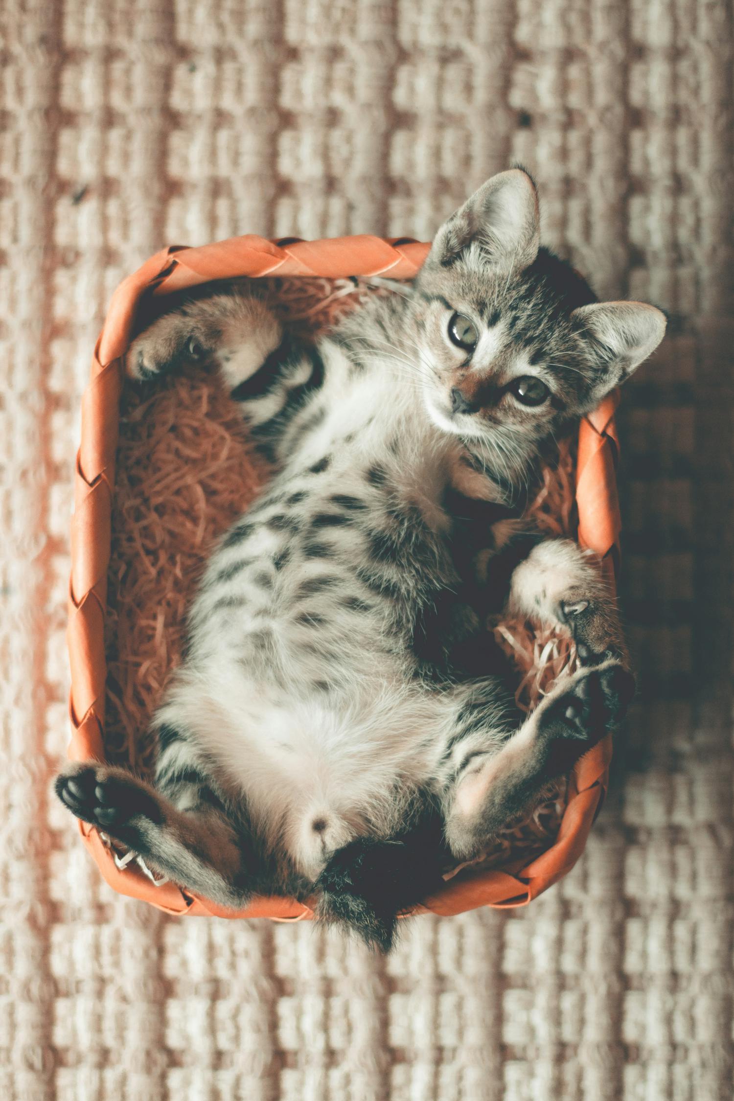 猫界百科，揭秘猫咪的神秘世界
